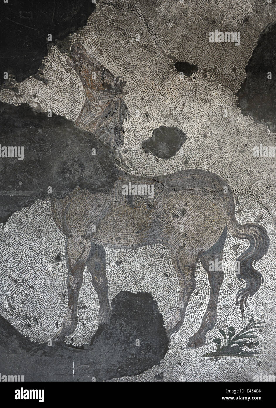 Großer Palast Mosaik-Museum. 4.-6. Jahrhunderte. Detail eines Mosaiks Darstellung eines Pferdes. Süd-West-Halle. Istanbul. Turkei. Stockfoto