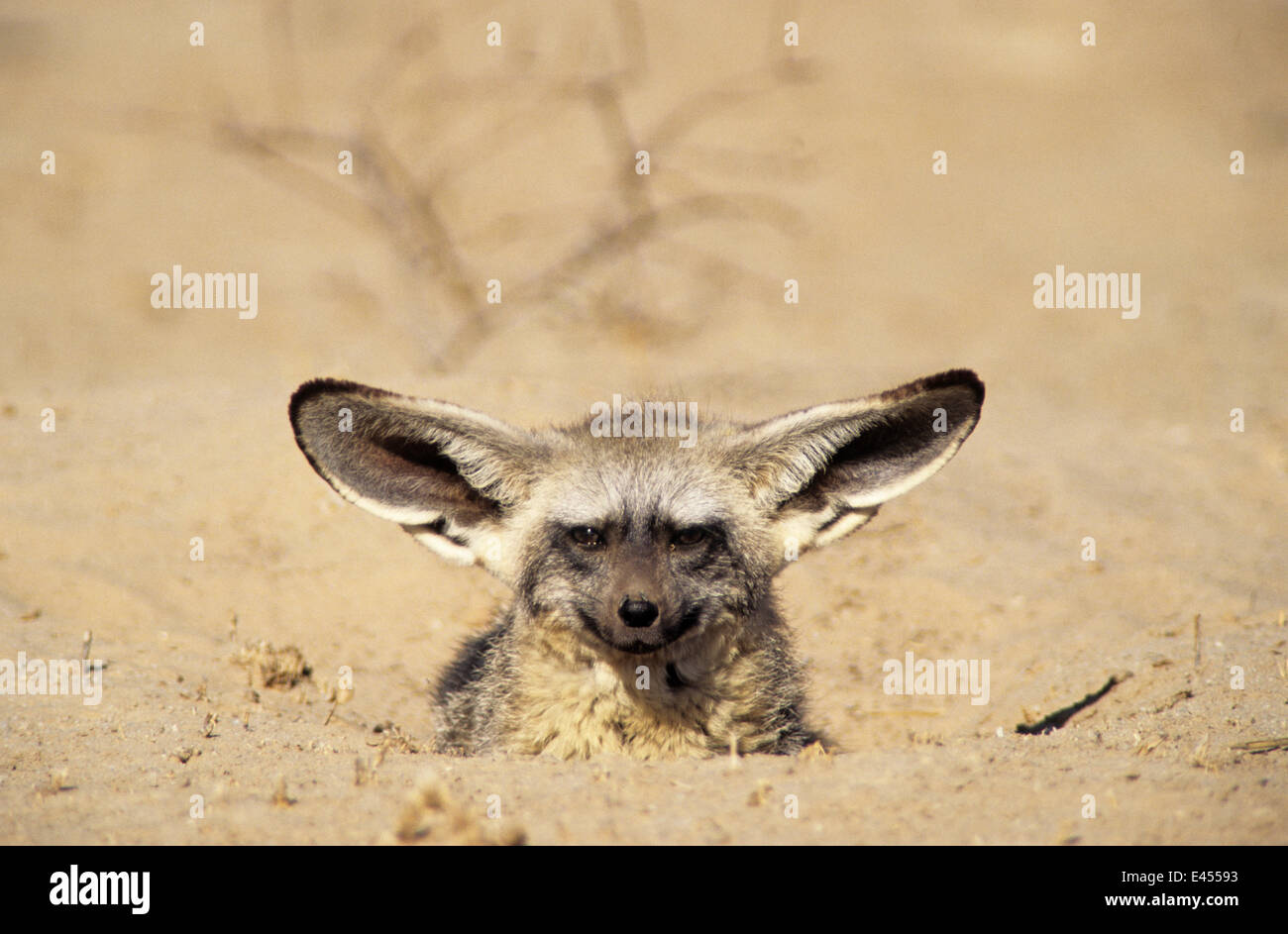 Fledermaus Eared Fox aus Höhle (Otocyon Megalotis) Kalahari Gemsbok NP in Südafrika Stockfoto