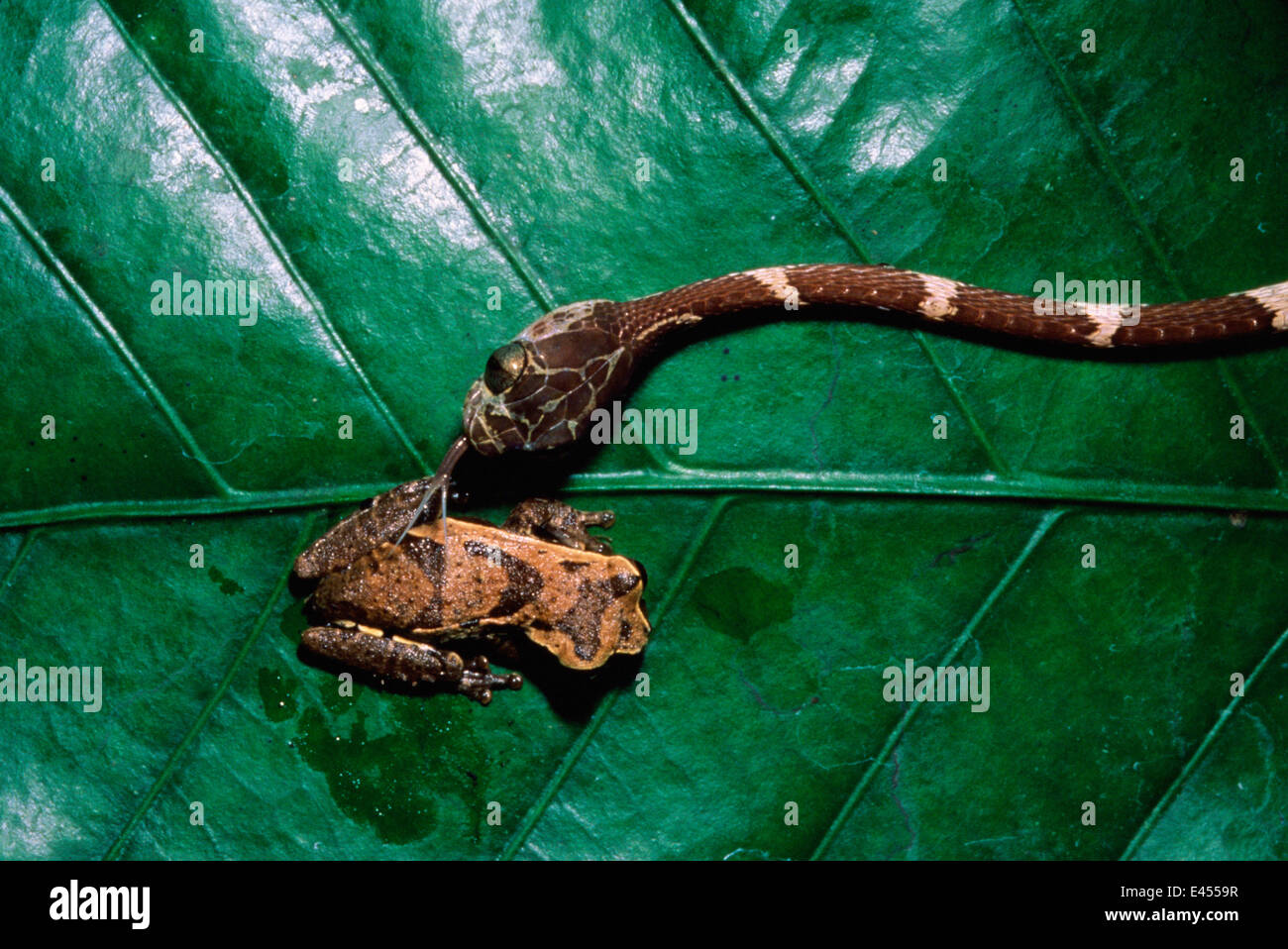 Stumpfe Spitze Treesnake mit Frosch (Imantodes Cenchoa)-Ecuador-Amazonas-Regenwald, Südamerika Stockfoto