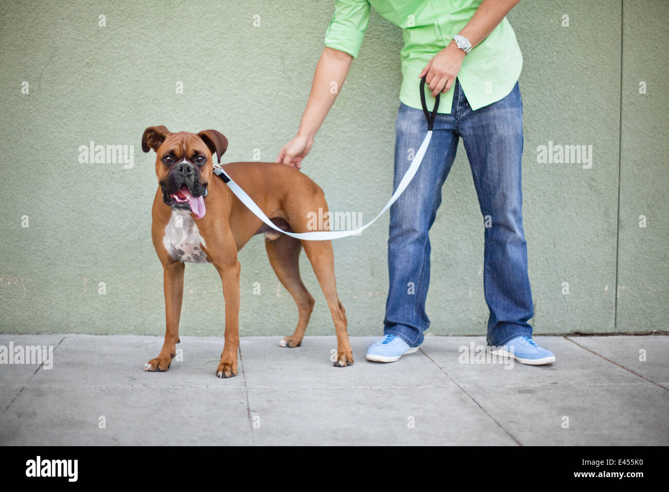 Zugeschnittenen Schuss von Mitte erwachsener Mann mit seinem Boxer-Hund Stockfoto