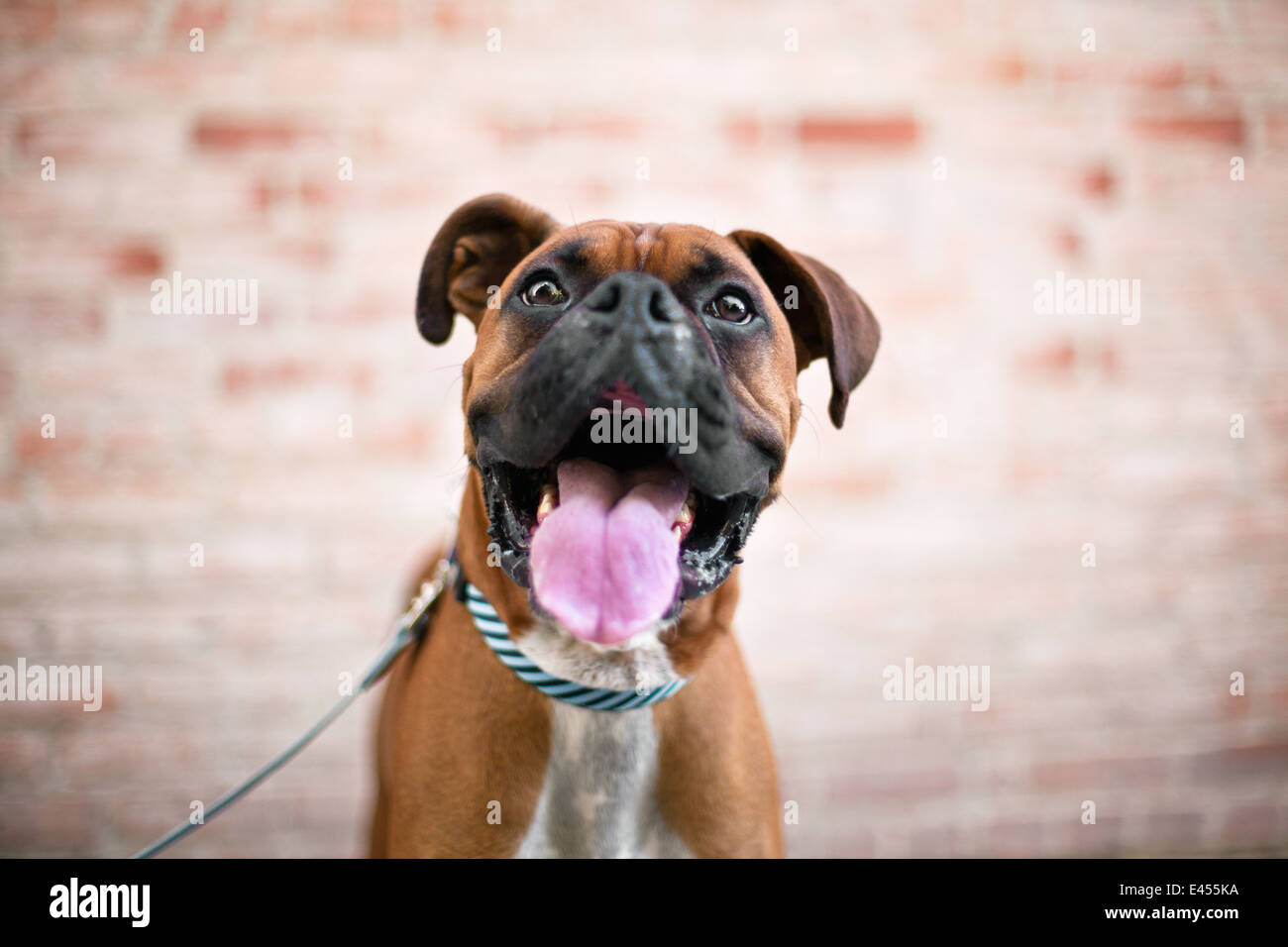 Porträt von niedlich Boxer Hund hautnah Stockfoto