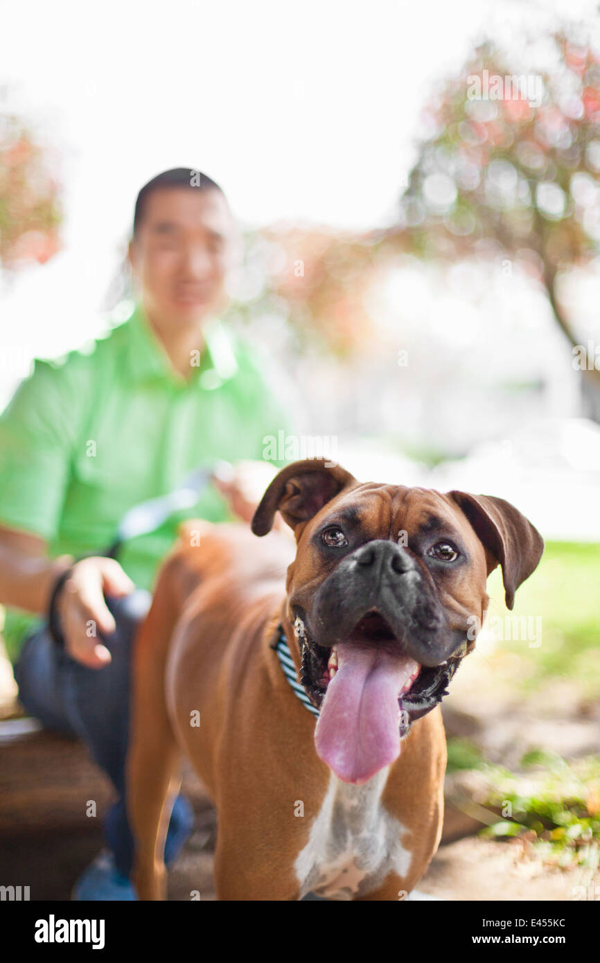 Mitte erwachsener Mann mit seinem Boxer-Hund im park Stockfoto