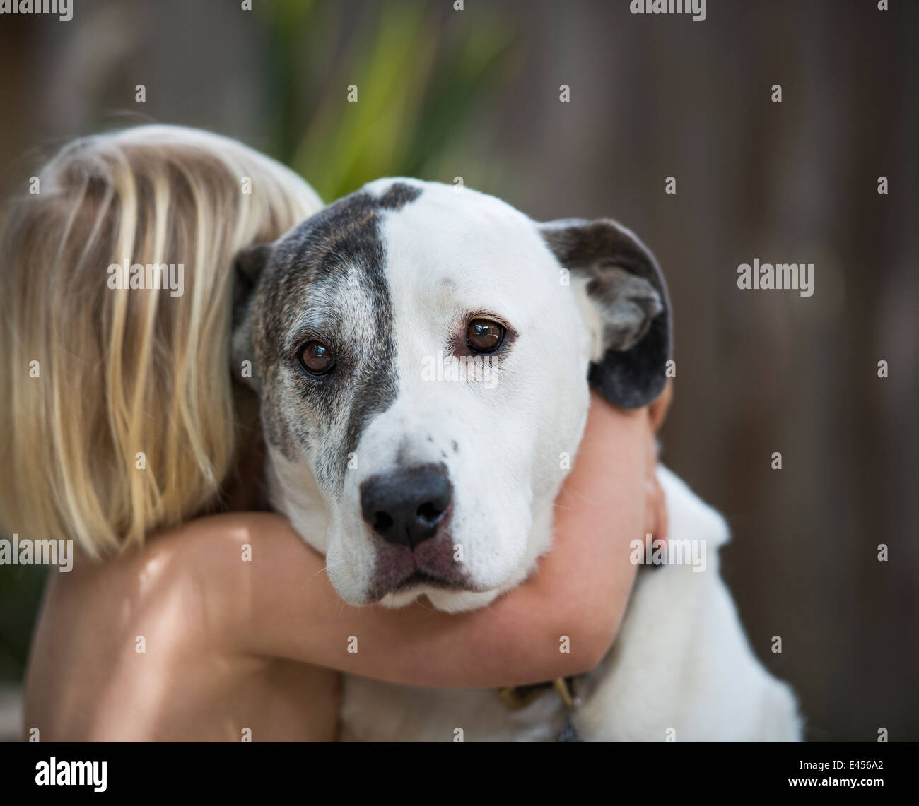 Porträt von traurig aussehende Hund umarmt von drei Jahre alten Jungen Stockfoto