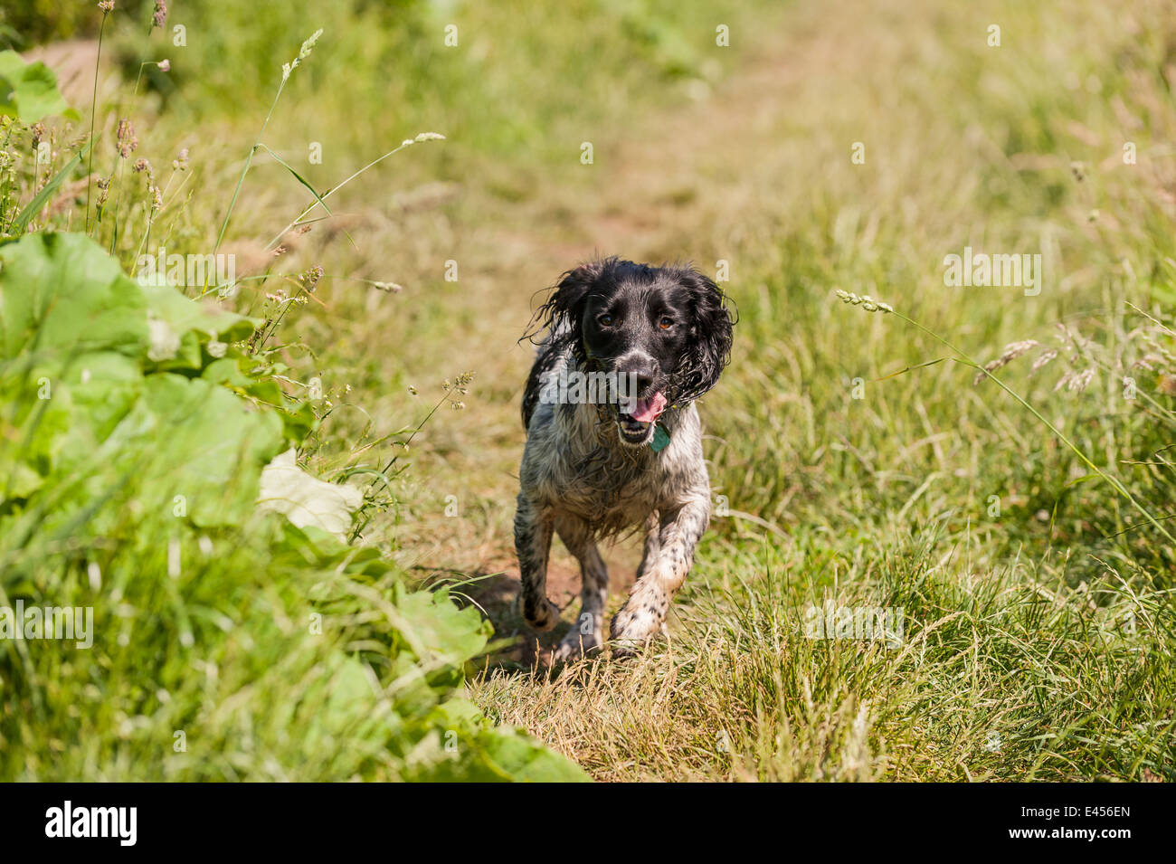 Eine 2 Jahre alte nasse arbeiten English Springer Spaniel Hund läuft durch Roughland im Vereinigten Königreich Stockfoto