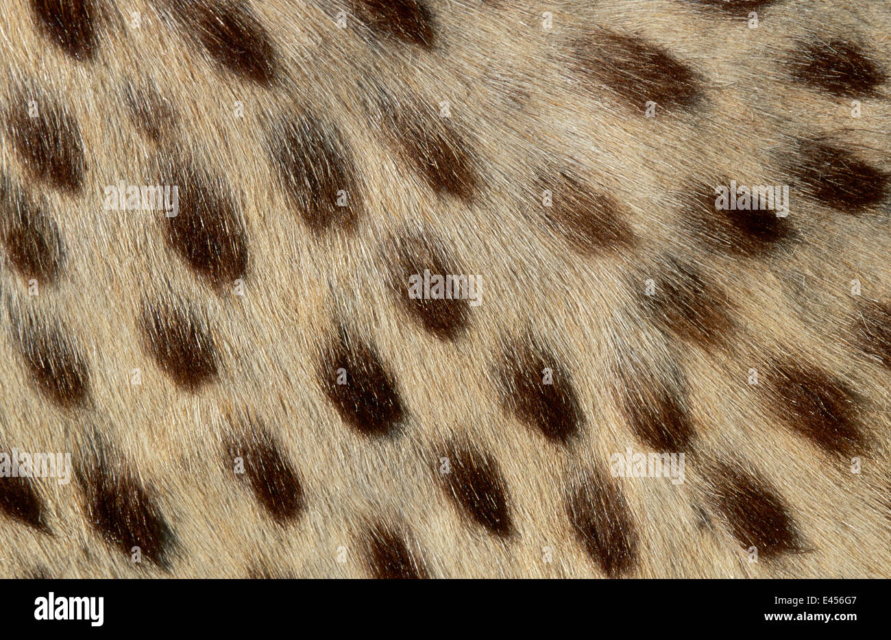 Fell-Muster-Detail von Gepard Fell {Acinonyx Jubatus} Stockfoto