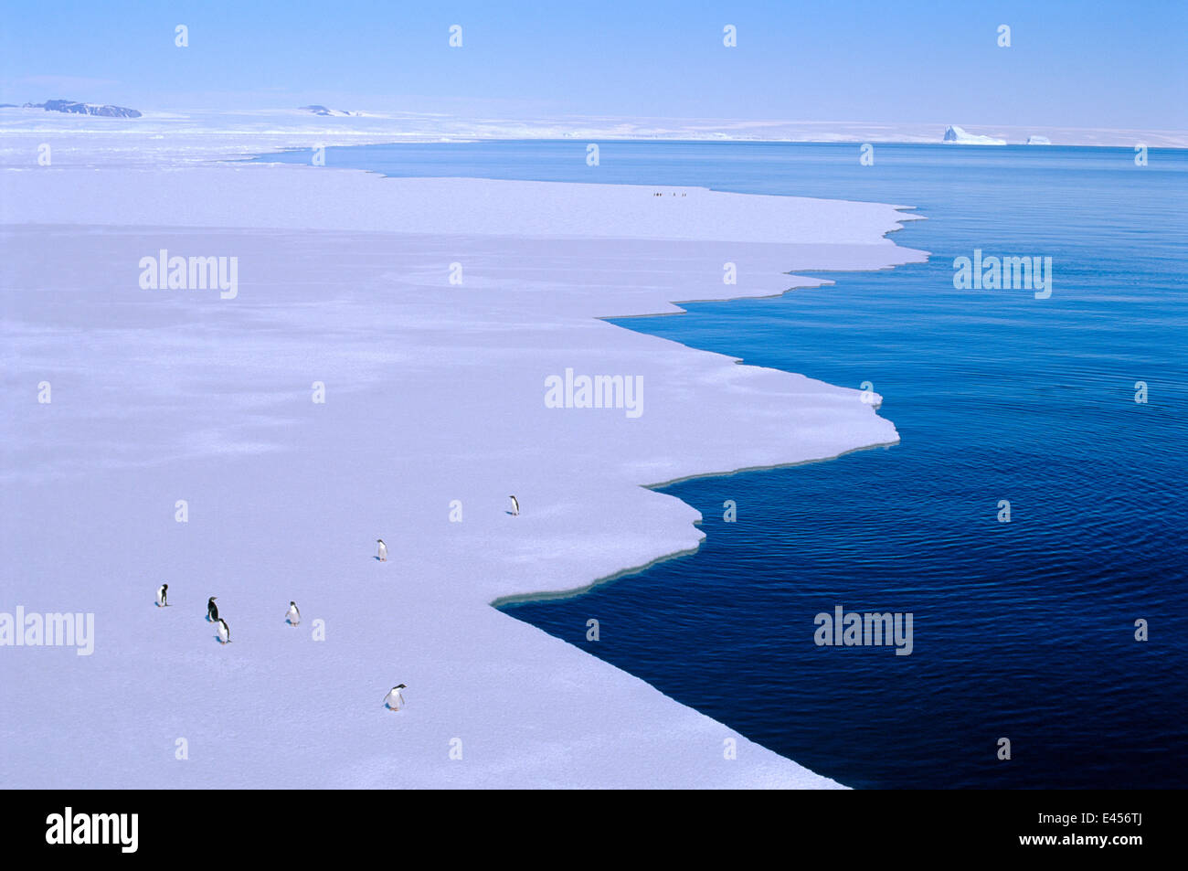 Rand des Festeis mit Adelie-Pinguine, australischen Antarktis-Territorium, Antarktis Stockfoto