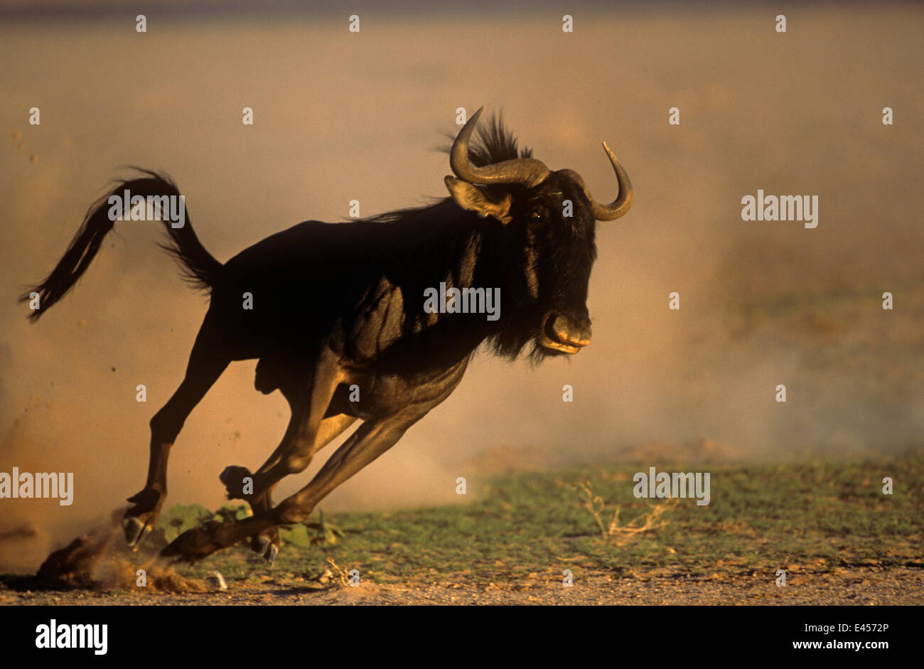 Gnus {Connochaetes Taurinus} staubigen Boden, Kgaladi Transfrontier überfahren / Kalahari Gemsbok NP, Südafrika Stockfoto