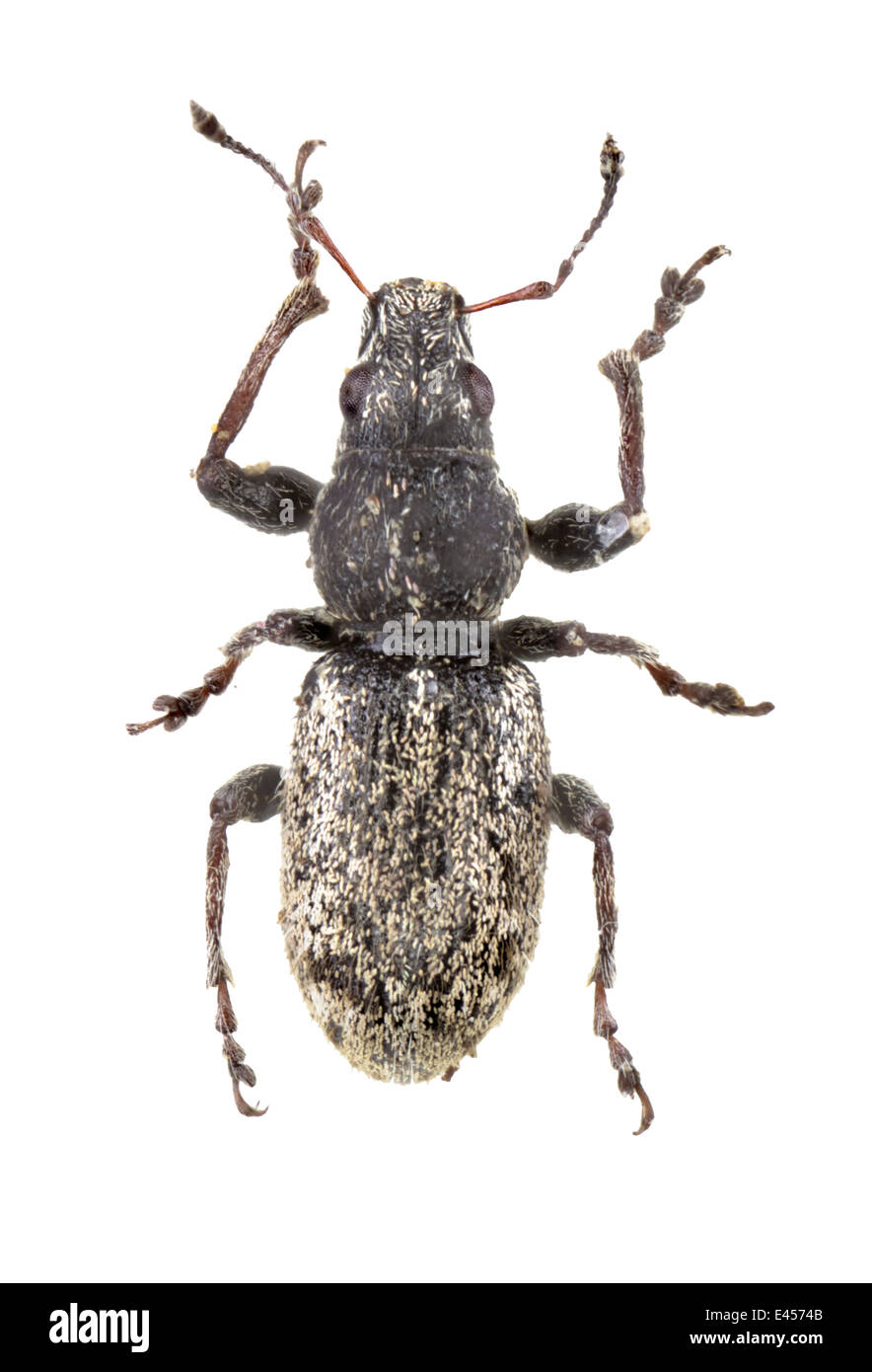 Coleoptera; Curculionidae; Andrion Regensteinense; Herbst 1794; Stockfoto