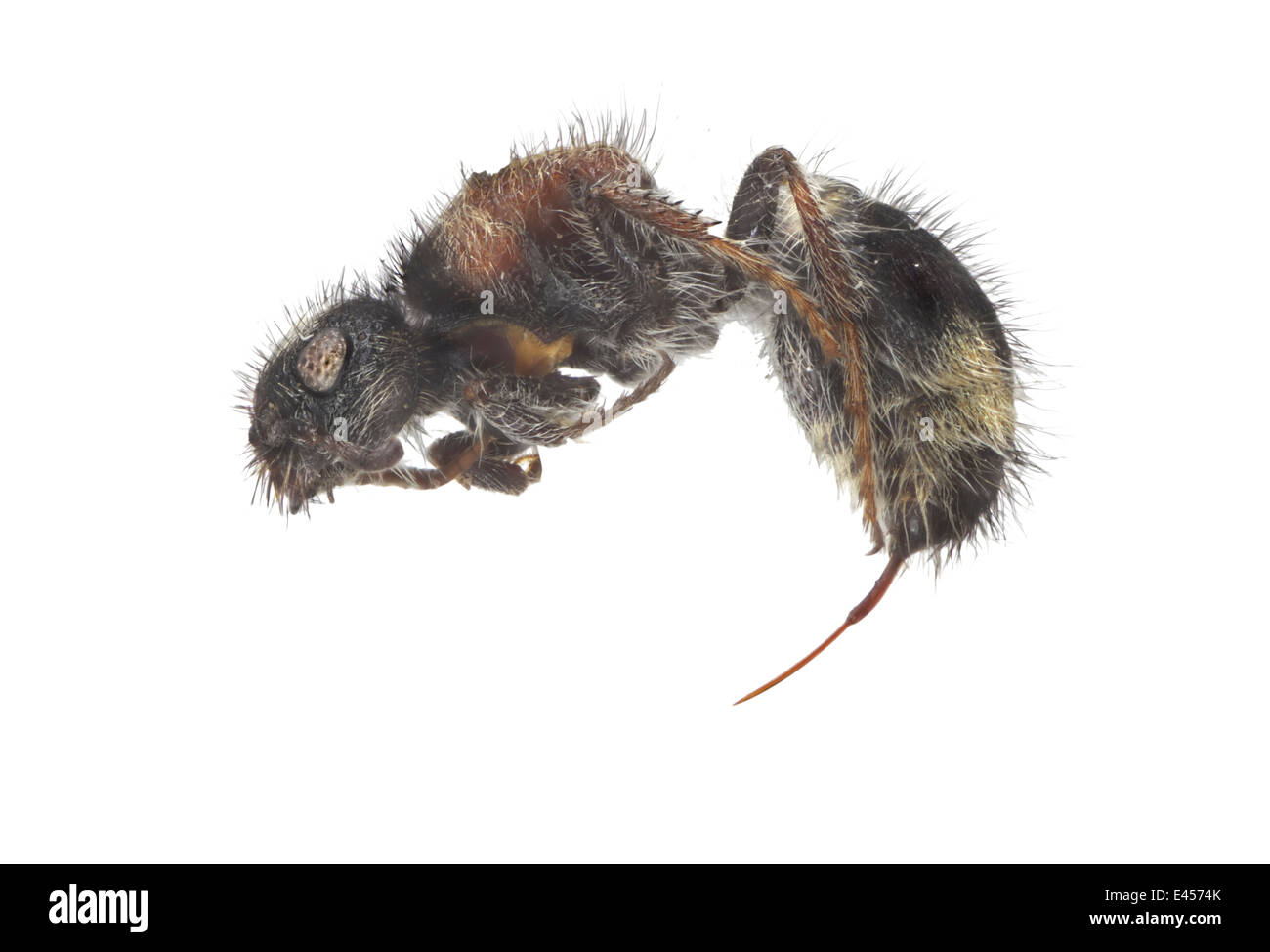 Hymenopteren; Mutillidae; Nemka Viduata; Pallas 1773; Länge: 11 mm; Velvet Ant; Stockfoto