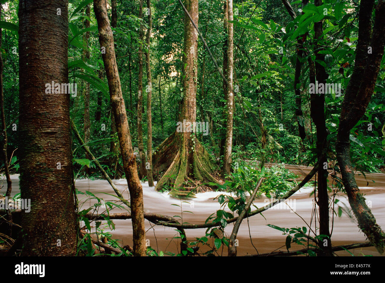 Fluss Rauschen durch tropischen Regenwald, Mazaruni, Guyana, Südamerika. Stockfoto