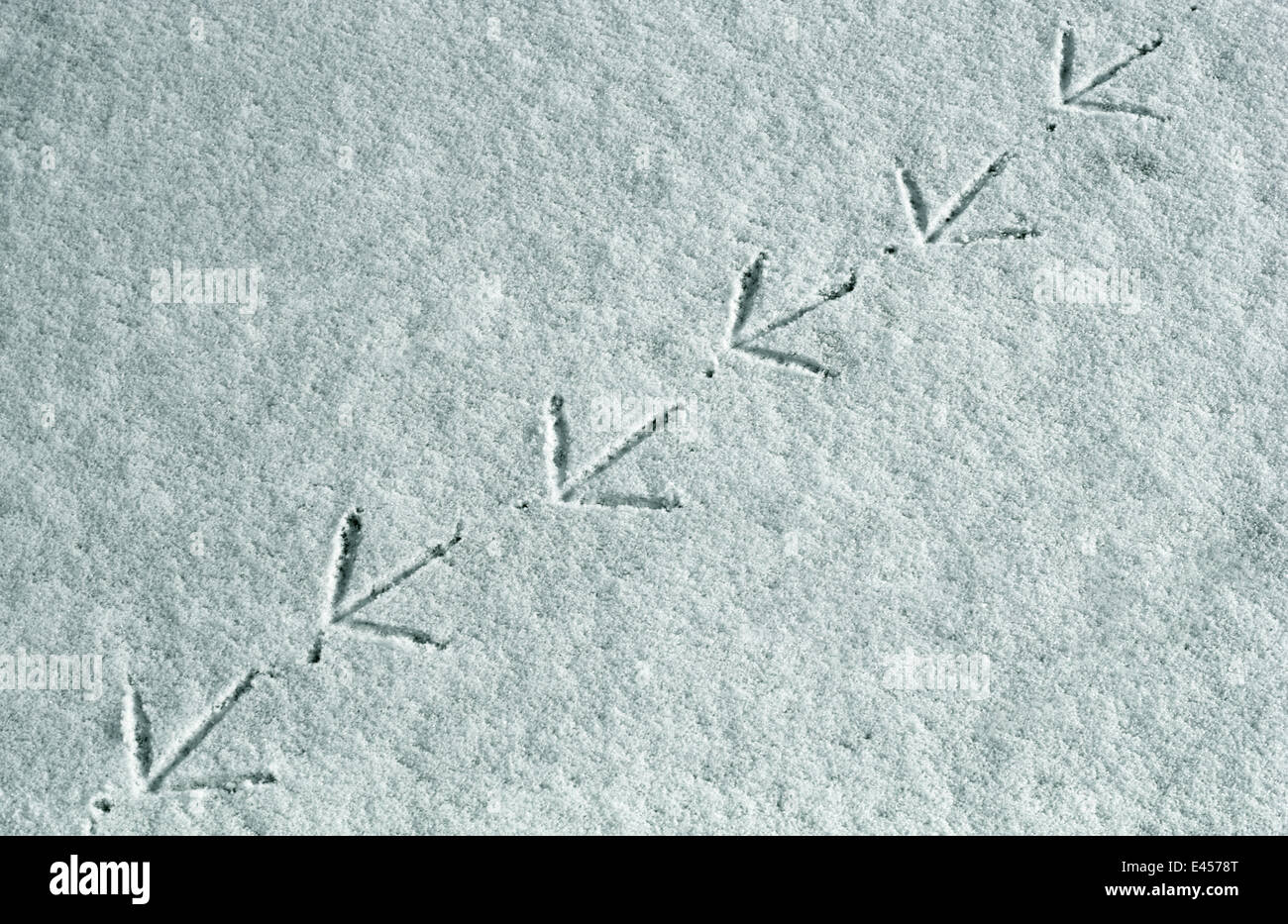 Teichhuhn {Gallinula Chloropus} Spuren im Schnee, UK Stockfoto