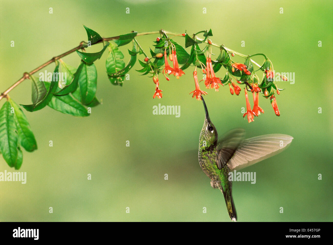Violet fronted brillante Kolibri {Heliodoxa Leadbeteri} Manu NP. Peru Stockfoto