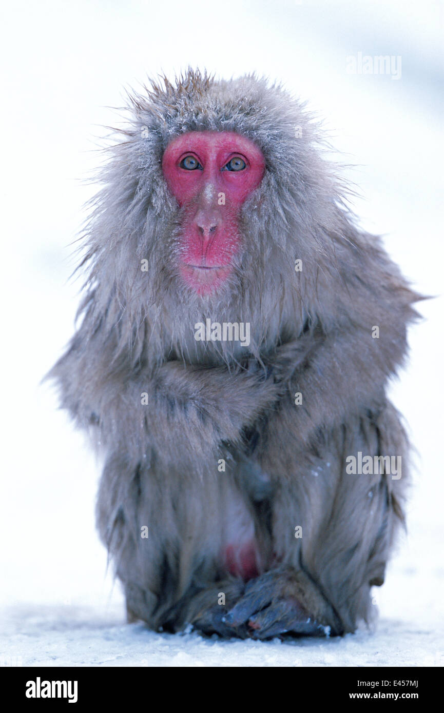 Japanischen Makaken sitzen Porträt {Macaca Fuscata} Joshin-Etsu NP, Japan Stockfoto