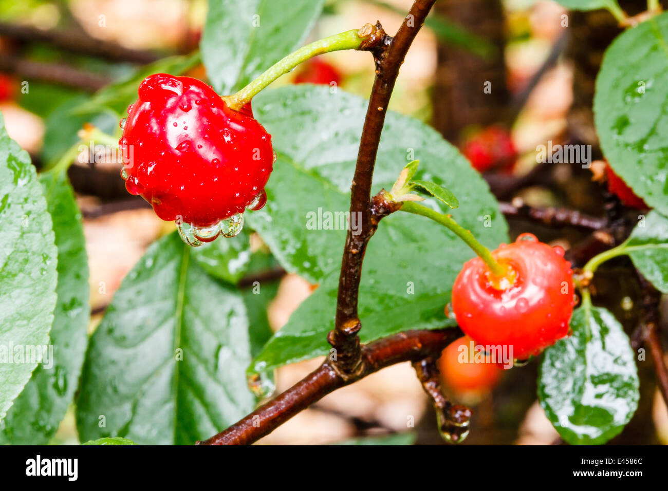 Bing Kirschen nach einem schönen Regen. Stockfoto