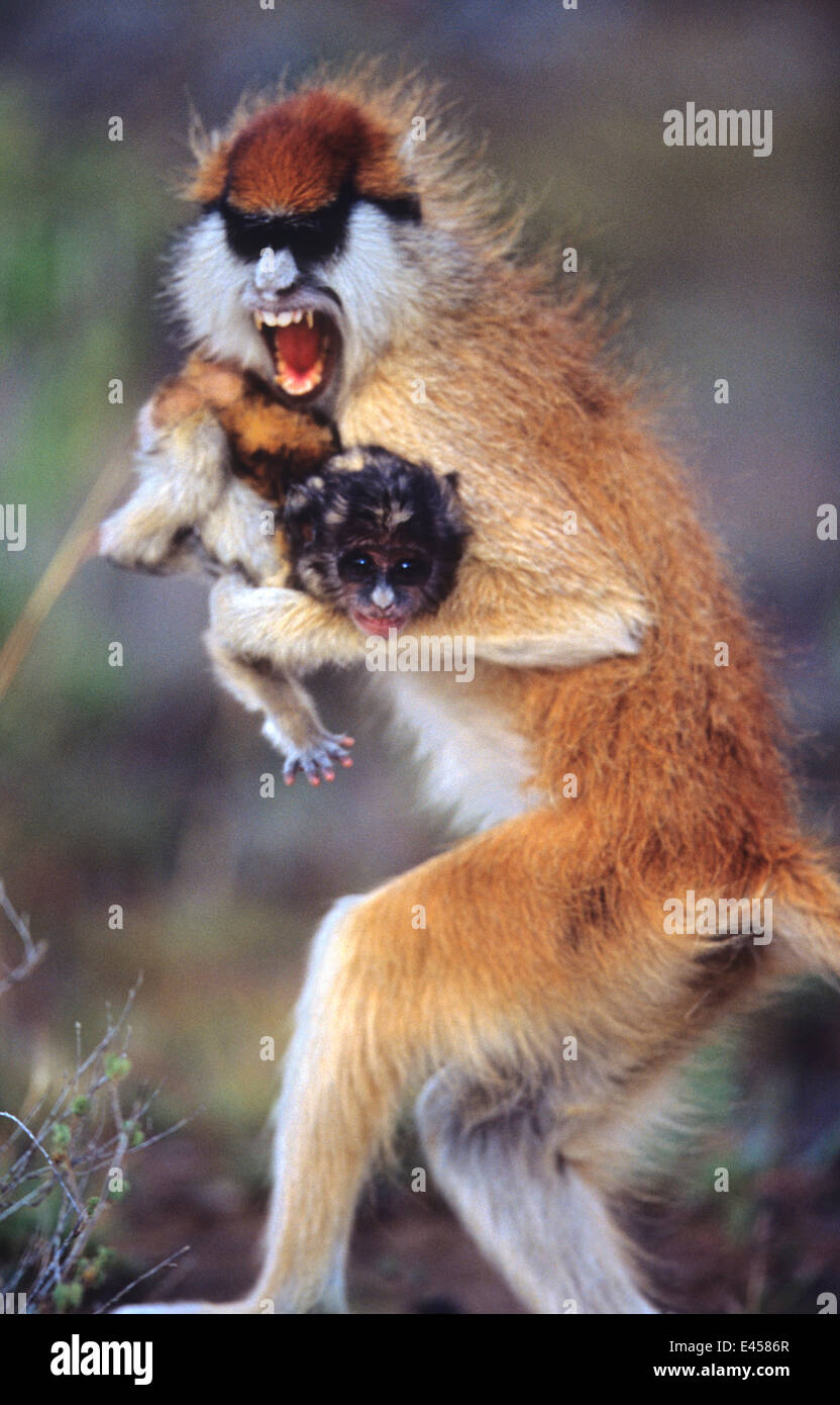 Savanne Affe Stockfotos Und Bilder Kaufen Alamy