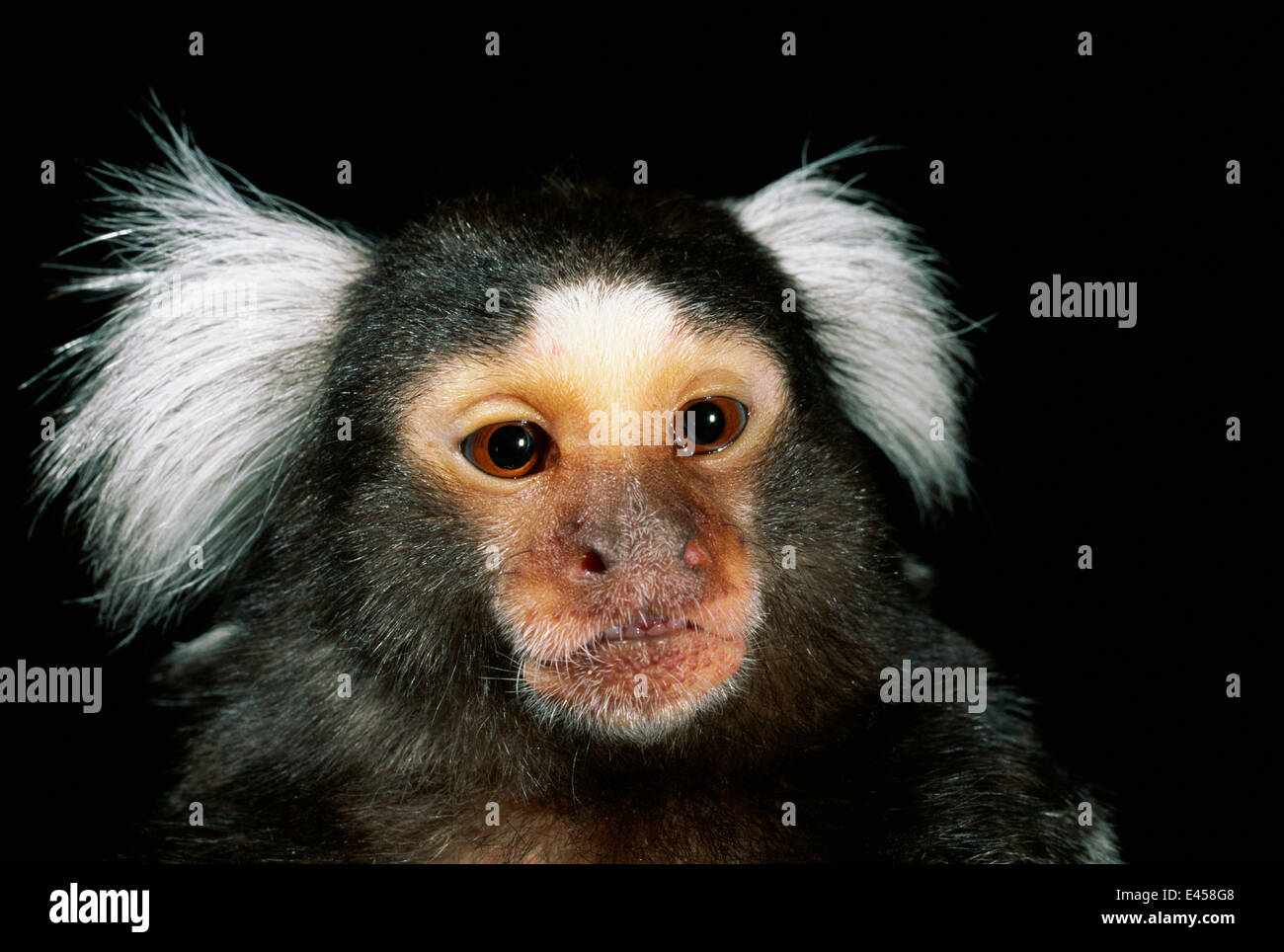 Buffy geleitet / White Schmuckschildkröte Marmoset {Callithrix Jacchus Flaviceps} Brasilien, Südamerika Stockfoto