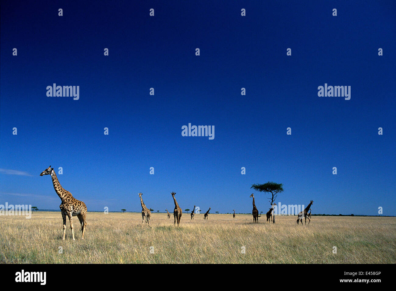 Masai Mara Landschaft mit Giraffen und Akazien, Kenia, Ostafrika Stockfoto