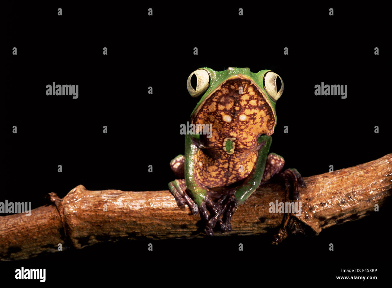 Weiß gesäumt Blatt Frosch {Phyllomedusa Vaillanti} Amazonien, Ecuador Stockfoto