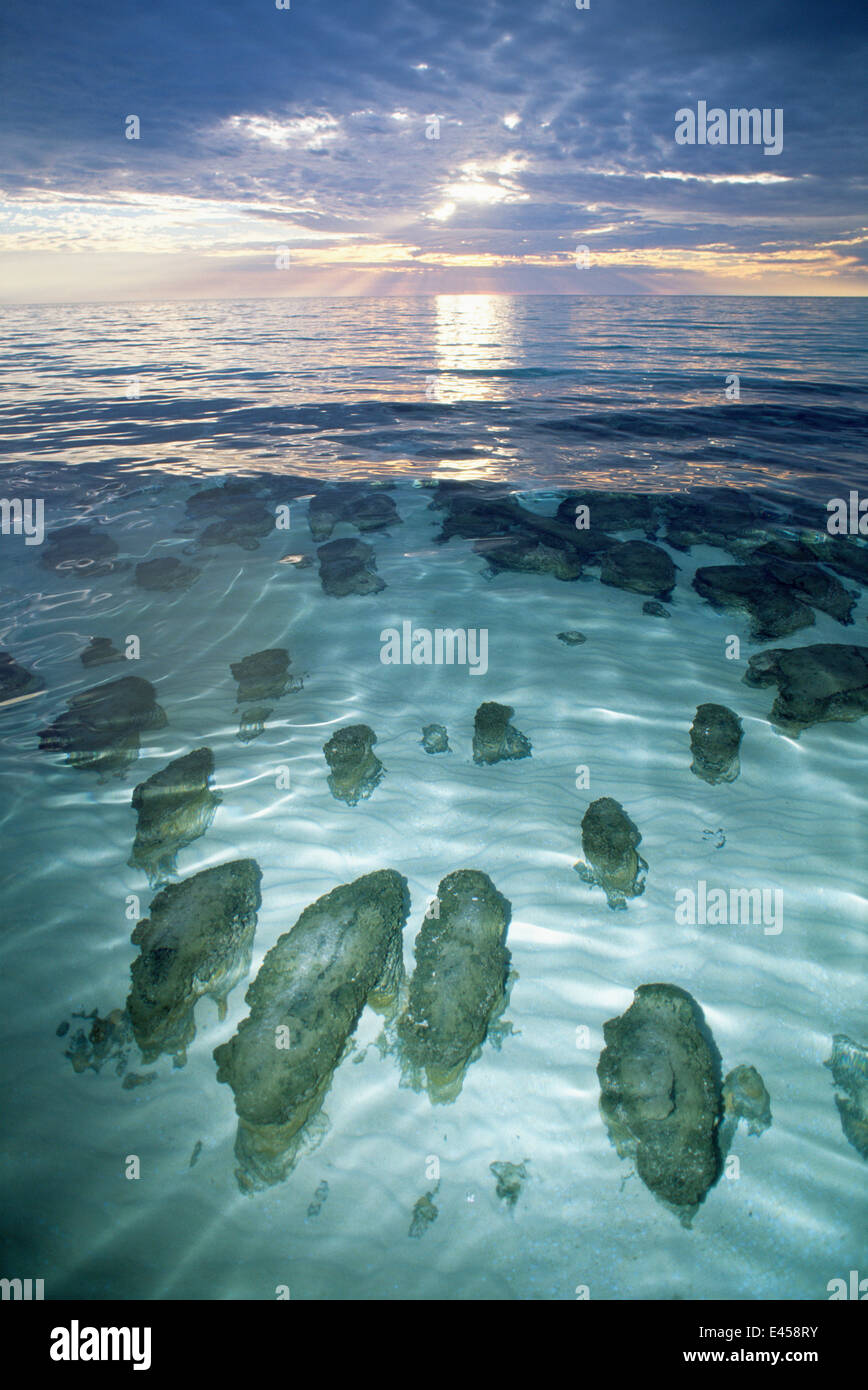 Stromatolithen im Hamelin Pool Shark Bay, Westaustralien. Stockfoto