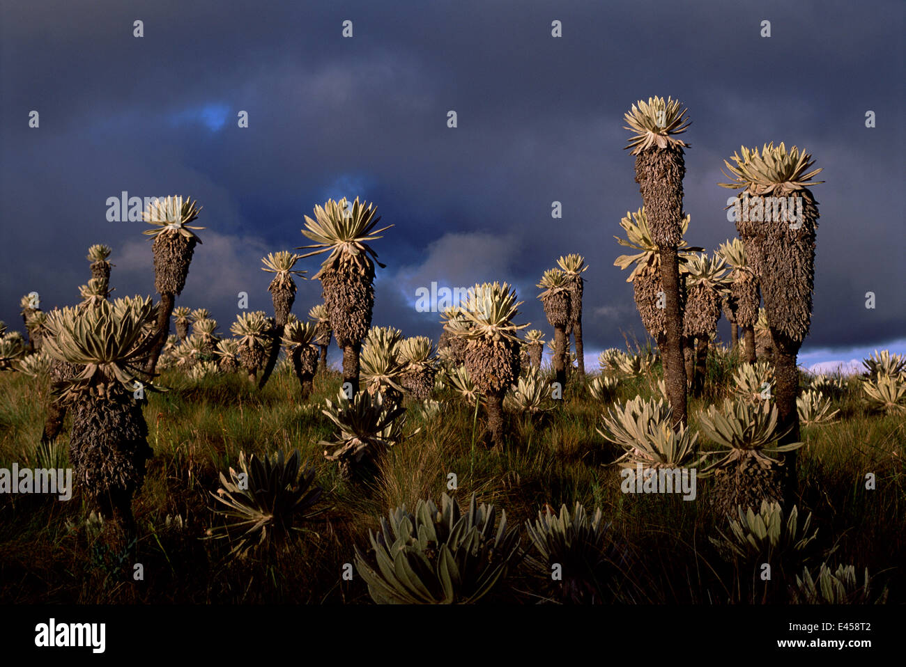 Frailejones {ganze Pycnophylla} Paramo, Ecuador Stockfoto