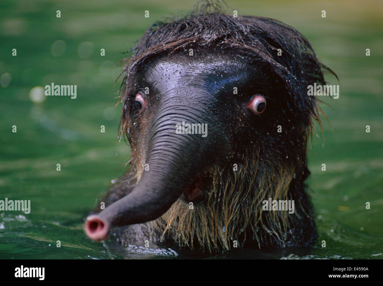 Indische Elefantenbaby In Wasser Blick Schockiert Elephas Maximus Indischer Subkontinent Stockfotografie Alamy