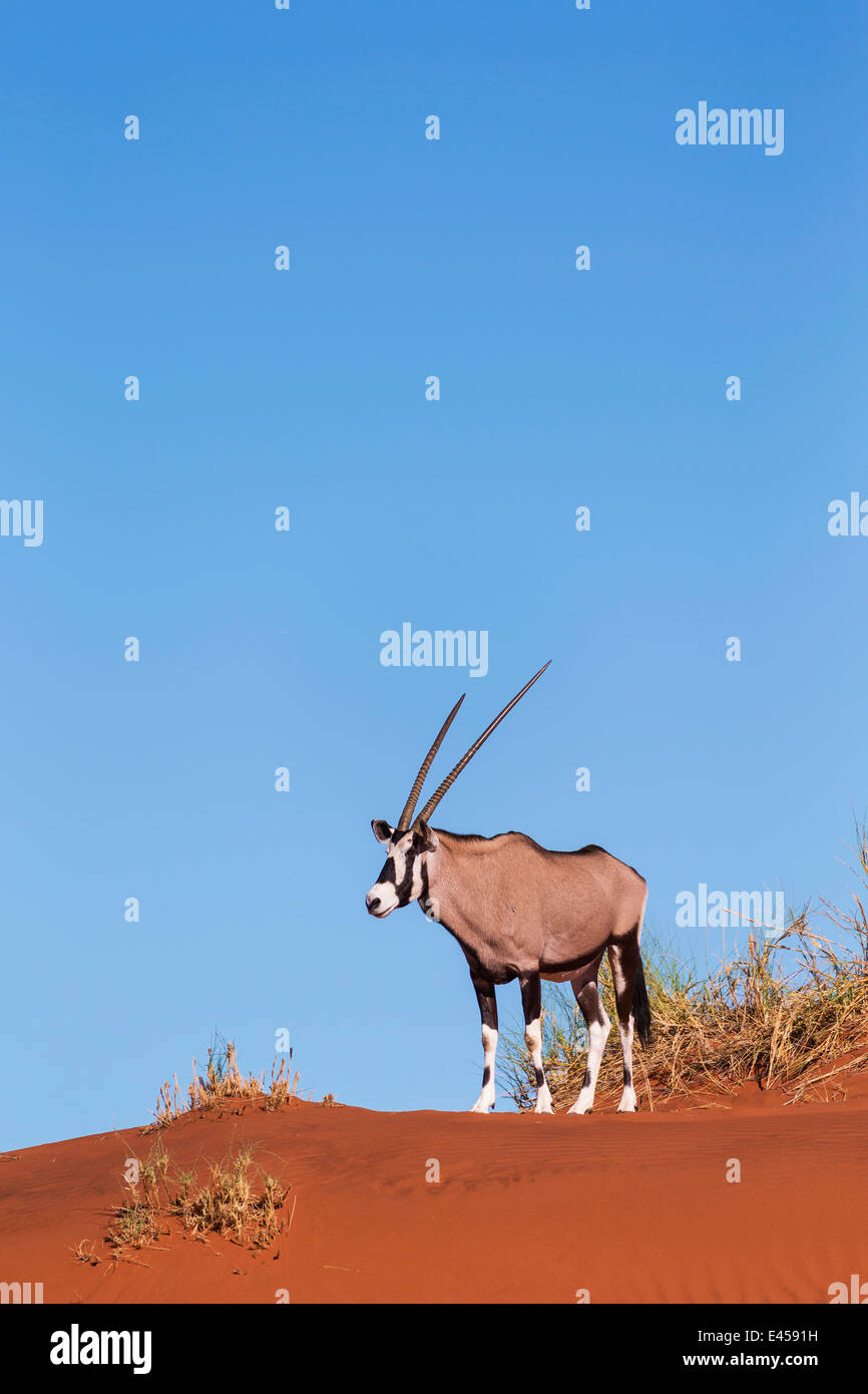 Oryx gazella Fotos und Bildmaterial in hoher Auflösung Alamy