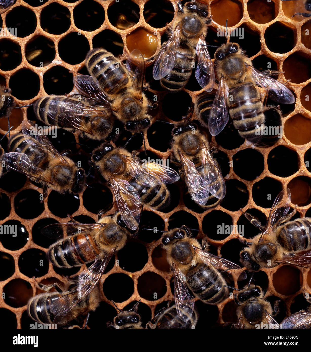 Honig Biene {Apis Mellifera} Arbeiter mit vollständige Pollen Sacs Ausführung "wackeln Tanz" an Nahrungsquelle, UK Stockfoto