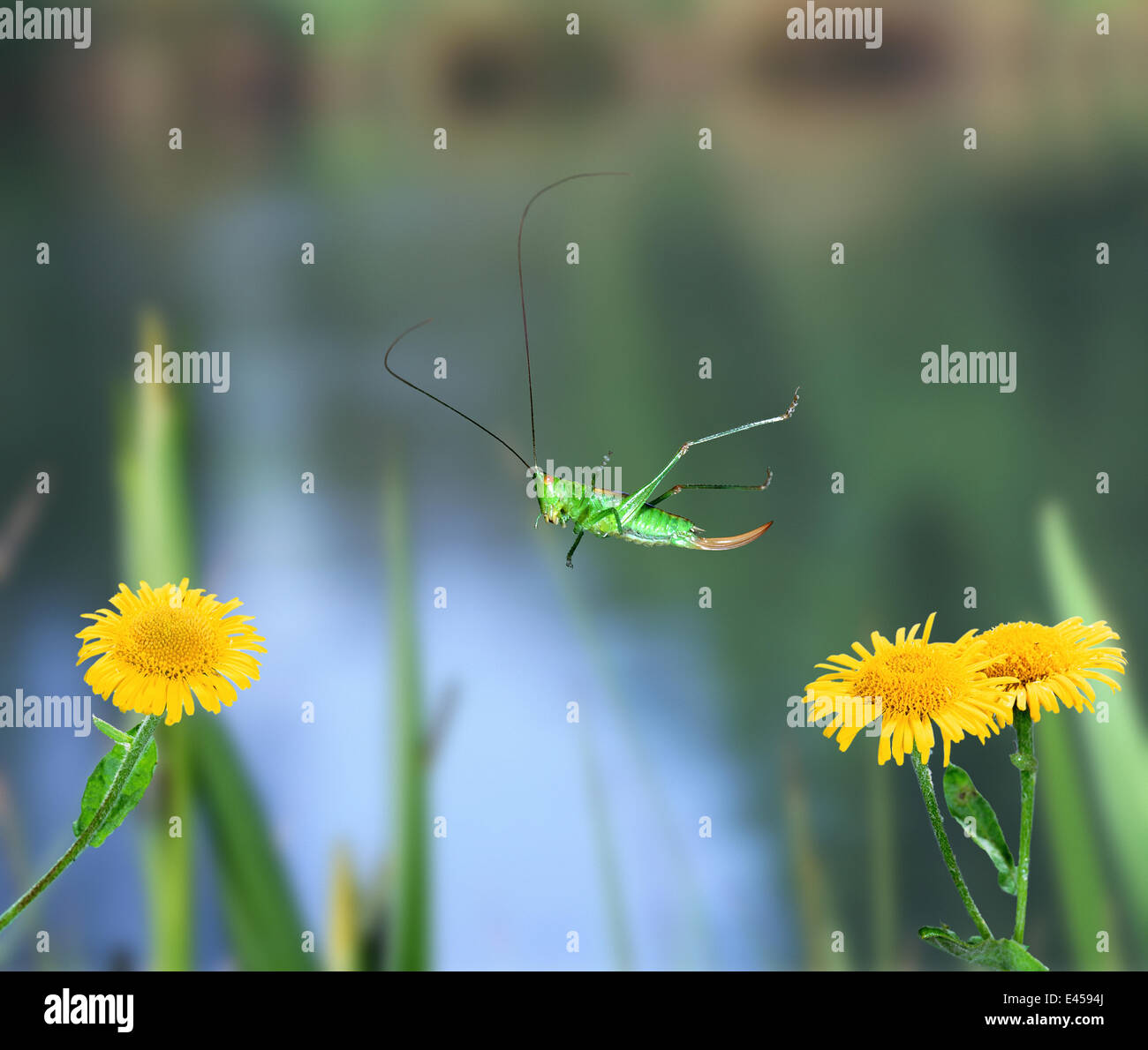 Kurz-winged Conehead (Conocephalus Dorsalis) Weibchen springen, UK, gefangen. Berufkraut Stockfoto