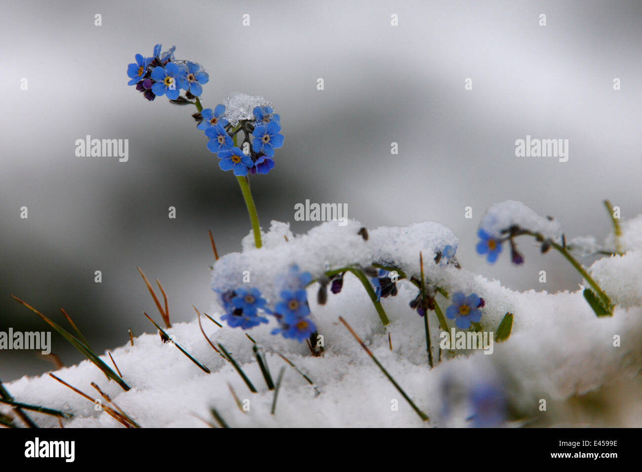 Alpen-Vergissmeinnicht (Myosotis sp) Blumen im Schnee, Nationalpark Hohe Tauern, Österreich, Juli 2008 Stockfoto