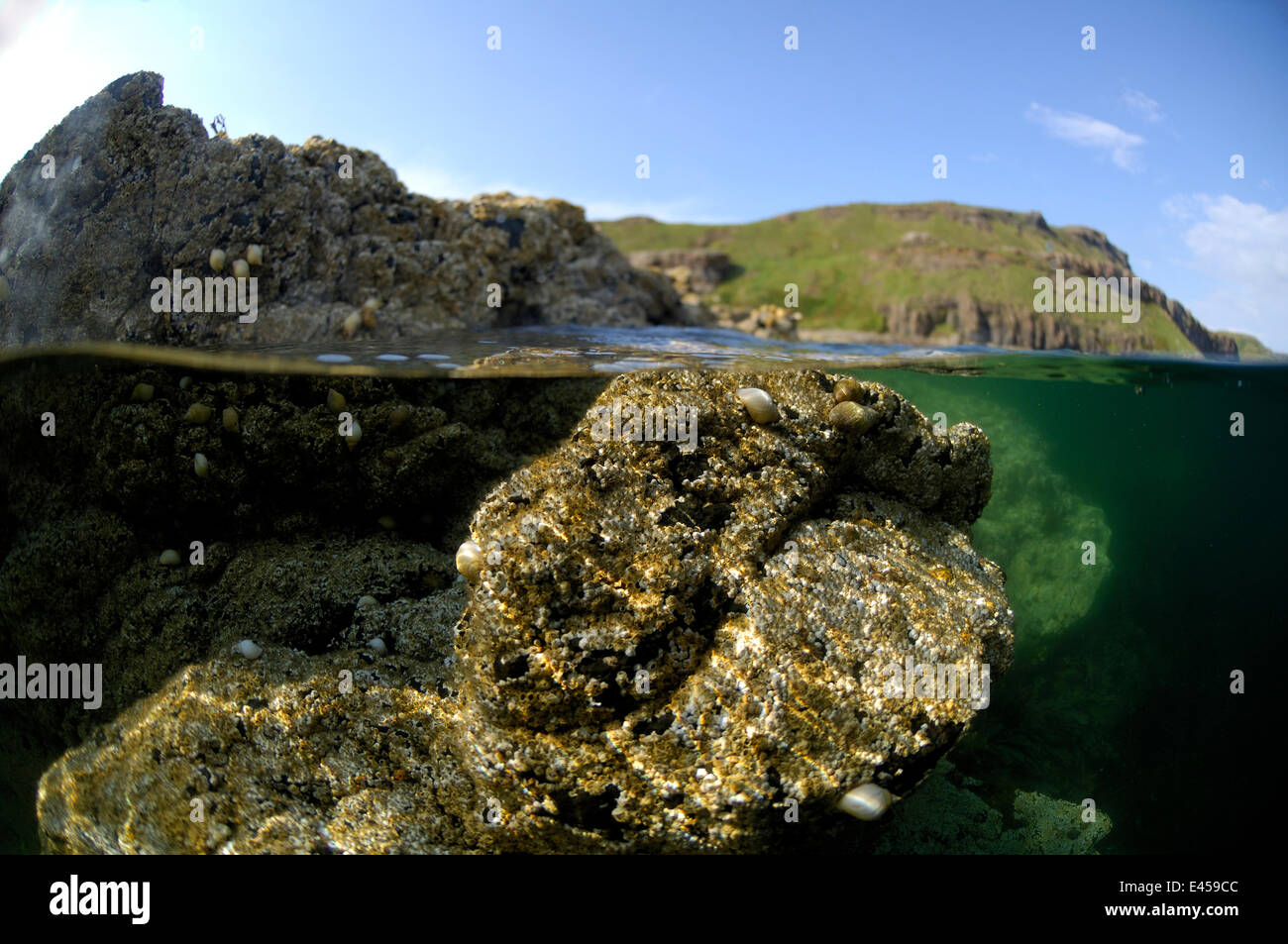 Split Level geschossen mit schottischen Küste oben und Unterwasser Barnacle (Balanus Balanoides) verkrustete Rock, UK Stockfoto