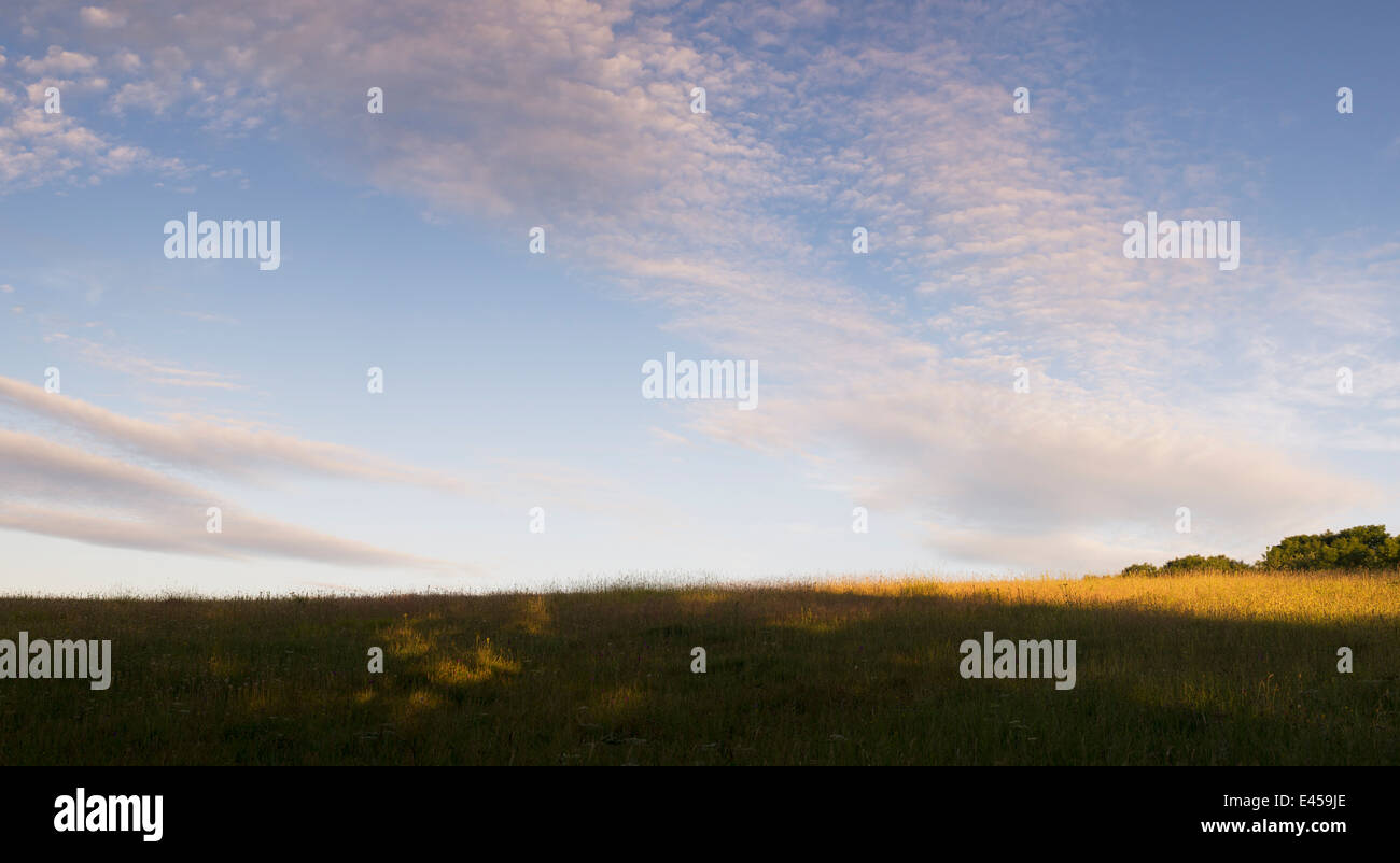 Defra Kalkstein Grünland Wildblumenwiese am Sunsrise. Oxfordshire, England Stockfoto