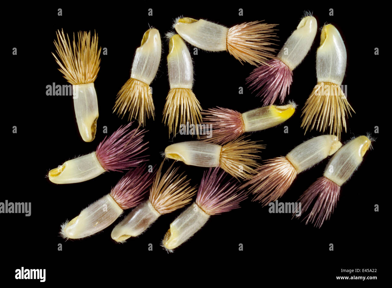 Kornblume (Centaurea Cyanus) Samen. Kornblume Samen werden teilweise durch Ameisen verbreitet und auch tragen eine Büschel von hygroskopischen (wasserabsorbierenden) Fasern, die beim erweitern nass und zurückziehen, wenn trocken, somit eine "crawling" Bewegung über dem Boden fahren. Stockfoto