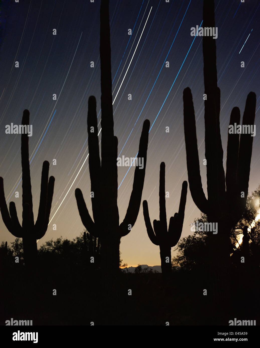 Saguaro-Kakteen (Carnegiea Gigantea) Silhouette gegen den Nachthimmel mit Sternspuren, Zeitaufwand für 5 Stunden nach Mitternacht, Cabeza Prieta National Wildlife Refuge, Arizona. Silvester 2000 Stockfoto