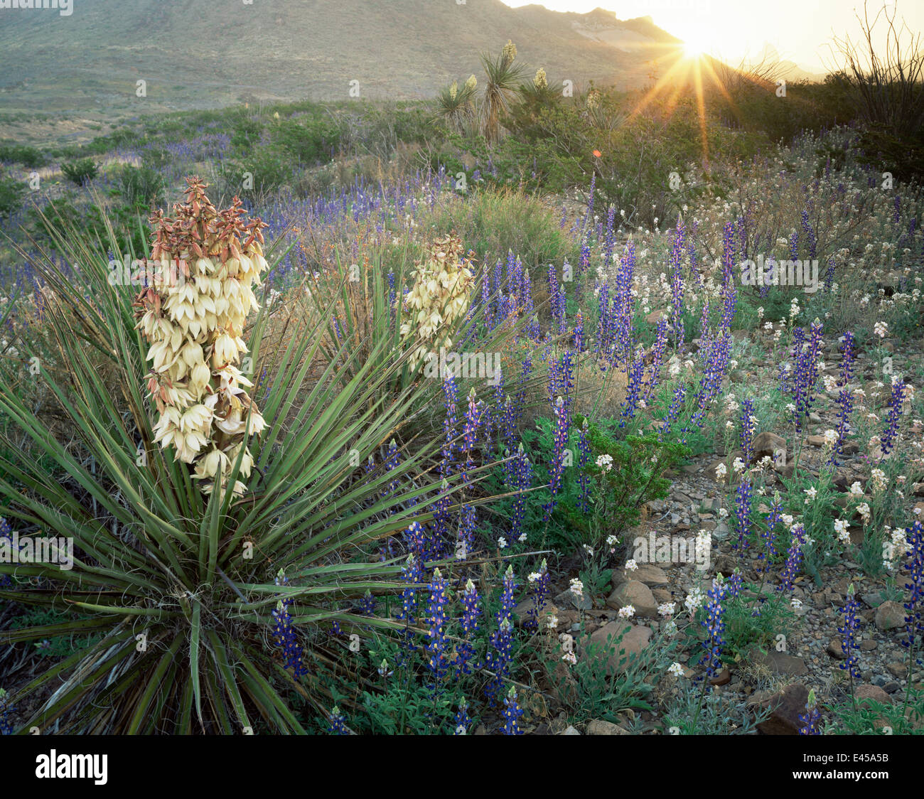 Soaptree Yucca (Yucca Elata) in Blüte inmitten von Big Bend Bluebonnet ...