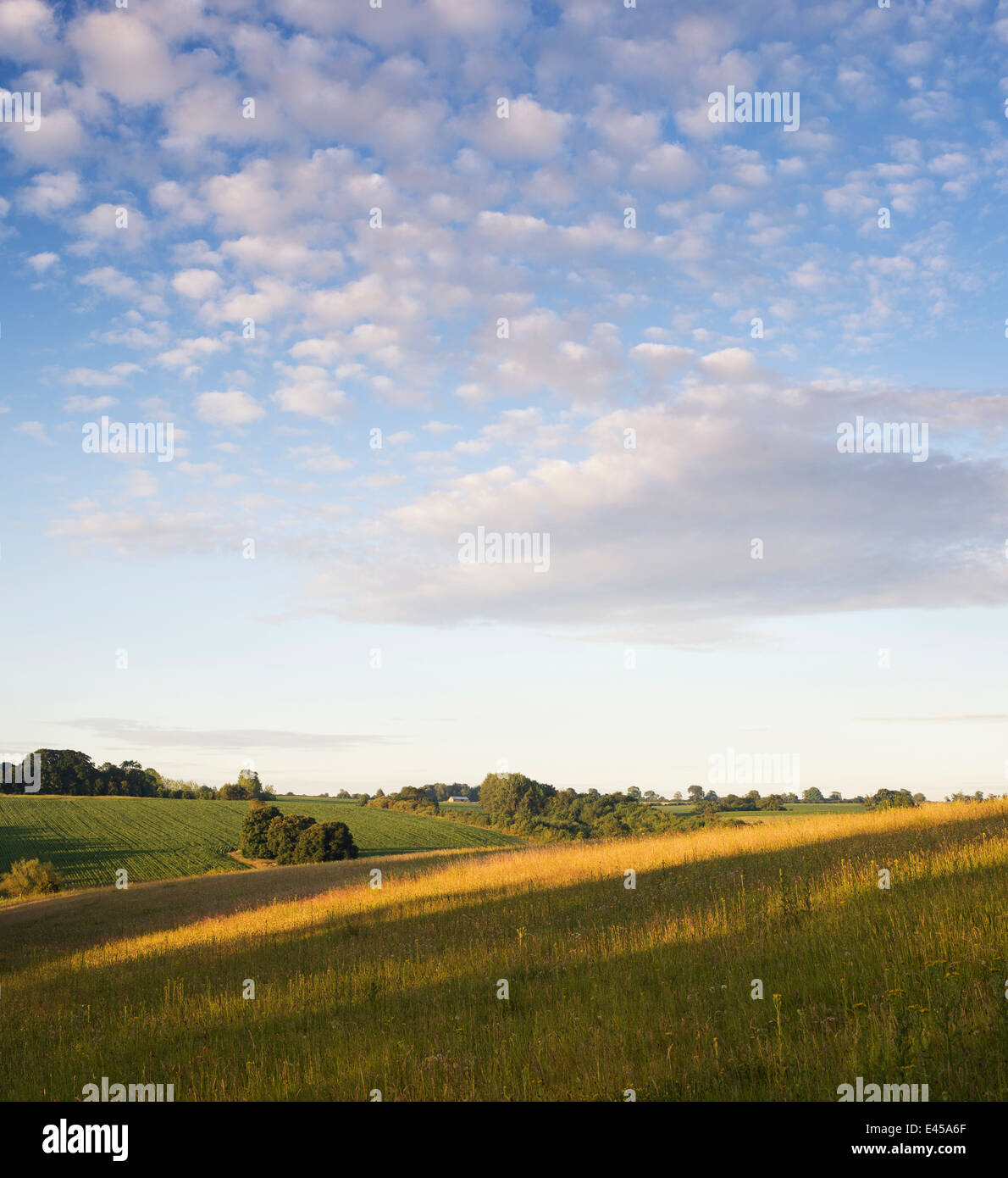 Defra Kalkstein Grünland Wildblumenwiese am Sunsrise. Oxfordshire, England Stockfoto