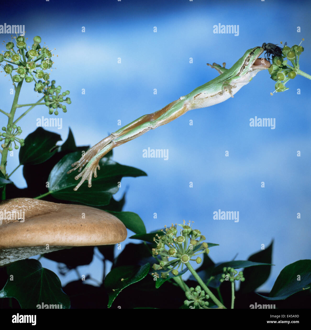 Europäischer Laubfrosch (Hyla Arborea) springen, fangen fliegen in Gefangenschaft Stockfoto