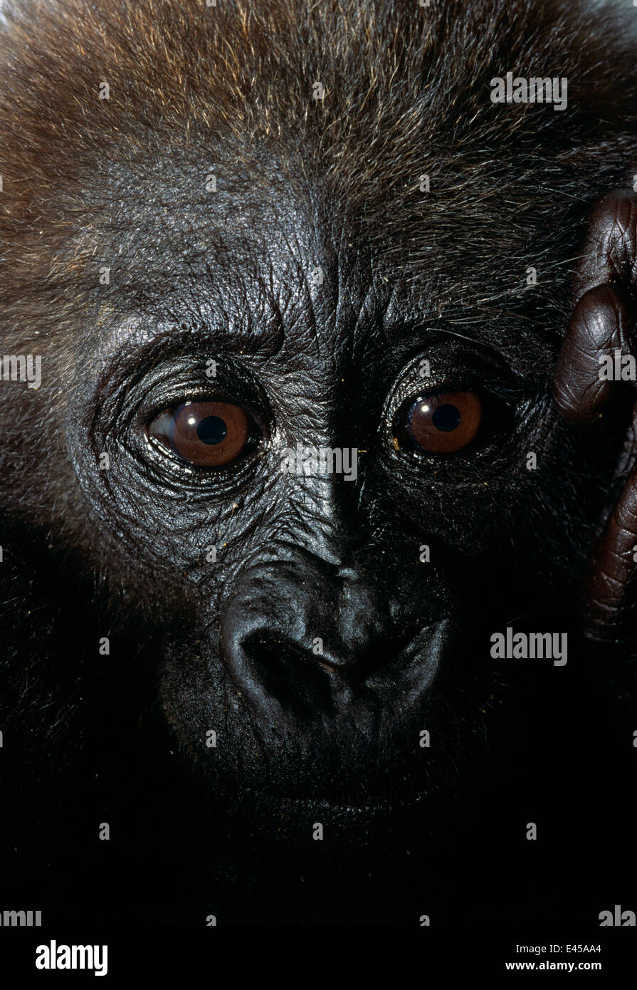 Baby Westlicher Flachlandgorilla (Gorilla g Gorilla) Kopf Porträt - Opfer der illegalen Bushmeat und pet-Handel, Pointe Nior, Kongo, Zentralafrika. Nach der Aufnahme eines Erwachsenen Gorilla, erfassen Buschfleisch Jäger die Babys für zusätzlichen Gewinn. Sie werden als verkauft. Stockfoto