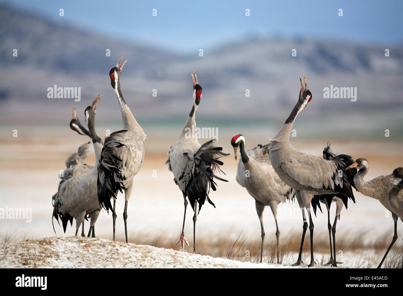 Kraniche {Grus Grus} Aufruf mit Köpfen, aufgewachsen in Luft, Laguna de Gallocanta, Teruel, Aragonien, Spanien Stockfoto