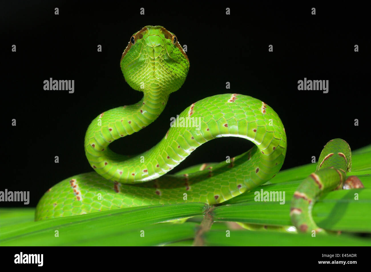 Die Wagler / Tempel Pitviper (Tropidolaemus Wagleri) auf Blatt in Defensive / strike Körperhaltung, Danum Valley, Sabah, Borneo Stockfoto