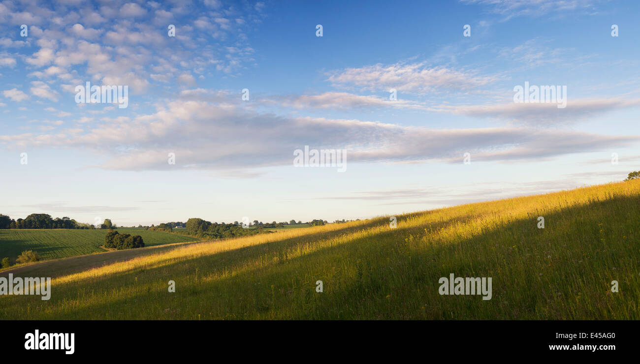 Defra Kalkstein Grünland Wildblumenwiese am Sunsrise. Oxfordshire, England. Panorama Stockfoto