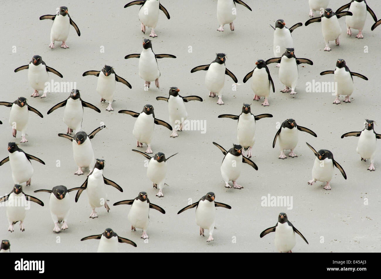 Gruppe von Rockhopper Penguins {Eudyptes Chrysocome / Crestatus} zu Fuß am Strand, Flügeln, Falkland-Inseln Stockfoto