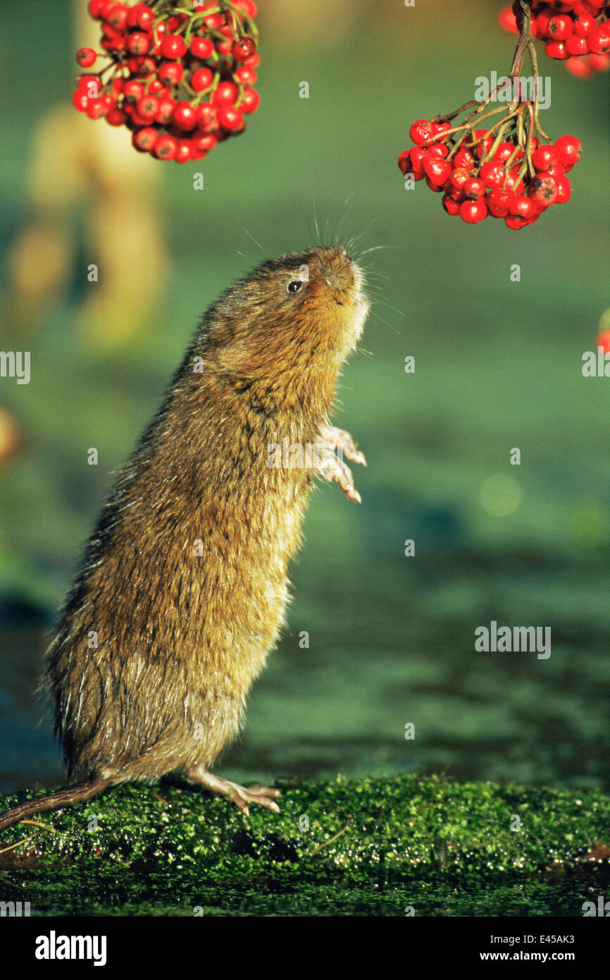 Wasser-Wühlmaus {Arvicola Terrestris} aufstehen, überhängenden Beeren, Cromford Canal, Derbyshire, UK Sequenz 1/4 zu erreichen Stockfoto