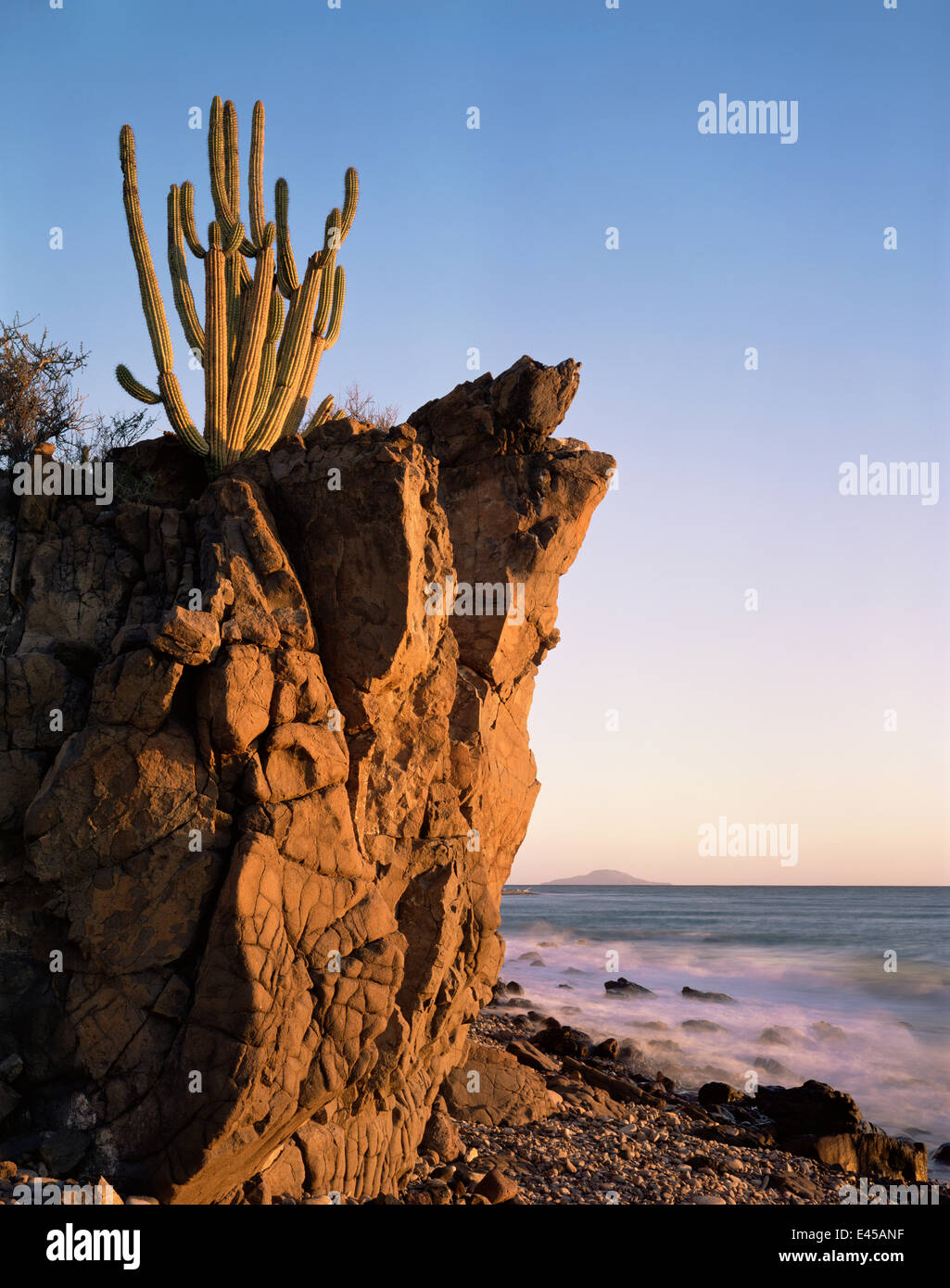 Organpipe Kaktus (Cereus Thurberi) verwurzelt in vulkanischen Felsen an der Küste der See von Cortez im Morgengrauen, Baja California Sur, Mexiko, Mittelamerika Stockfoto