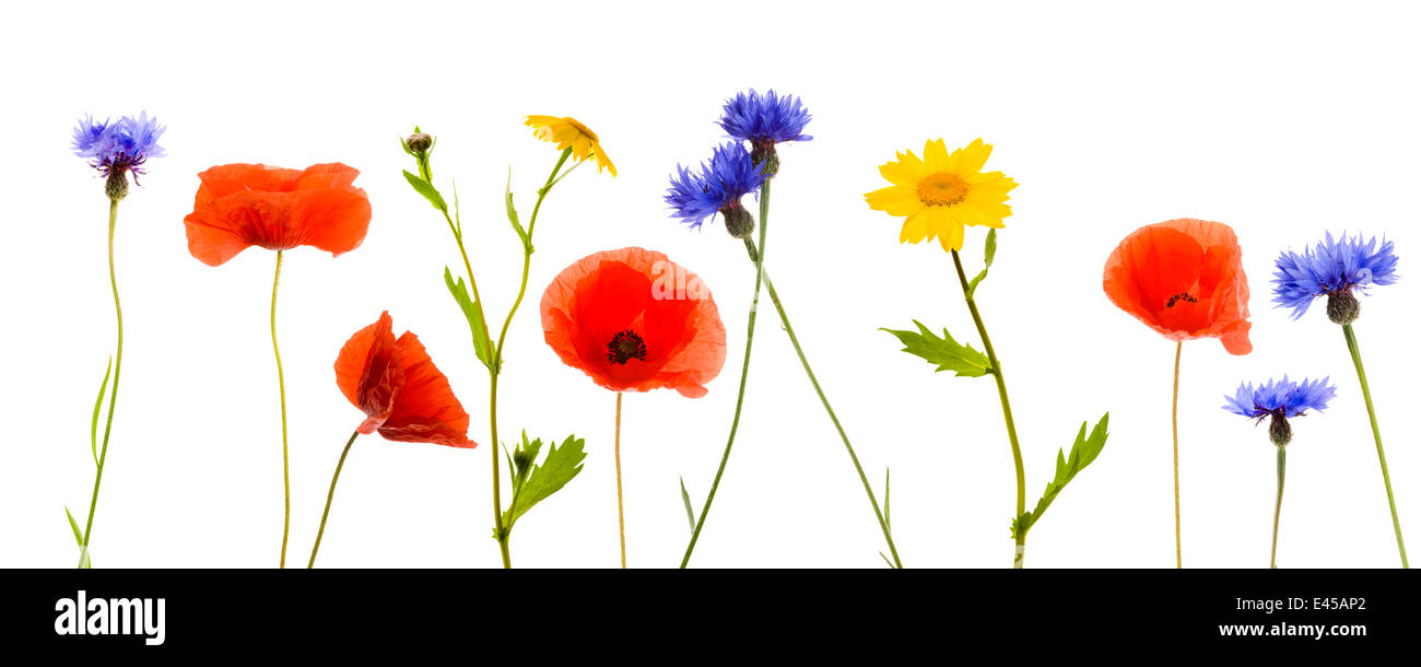 Maisfeld Unkraut Composite - Kornblume, Mohn und Mais Ringelblume, Schottland, UK Stockfoto