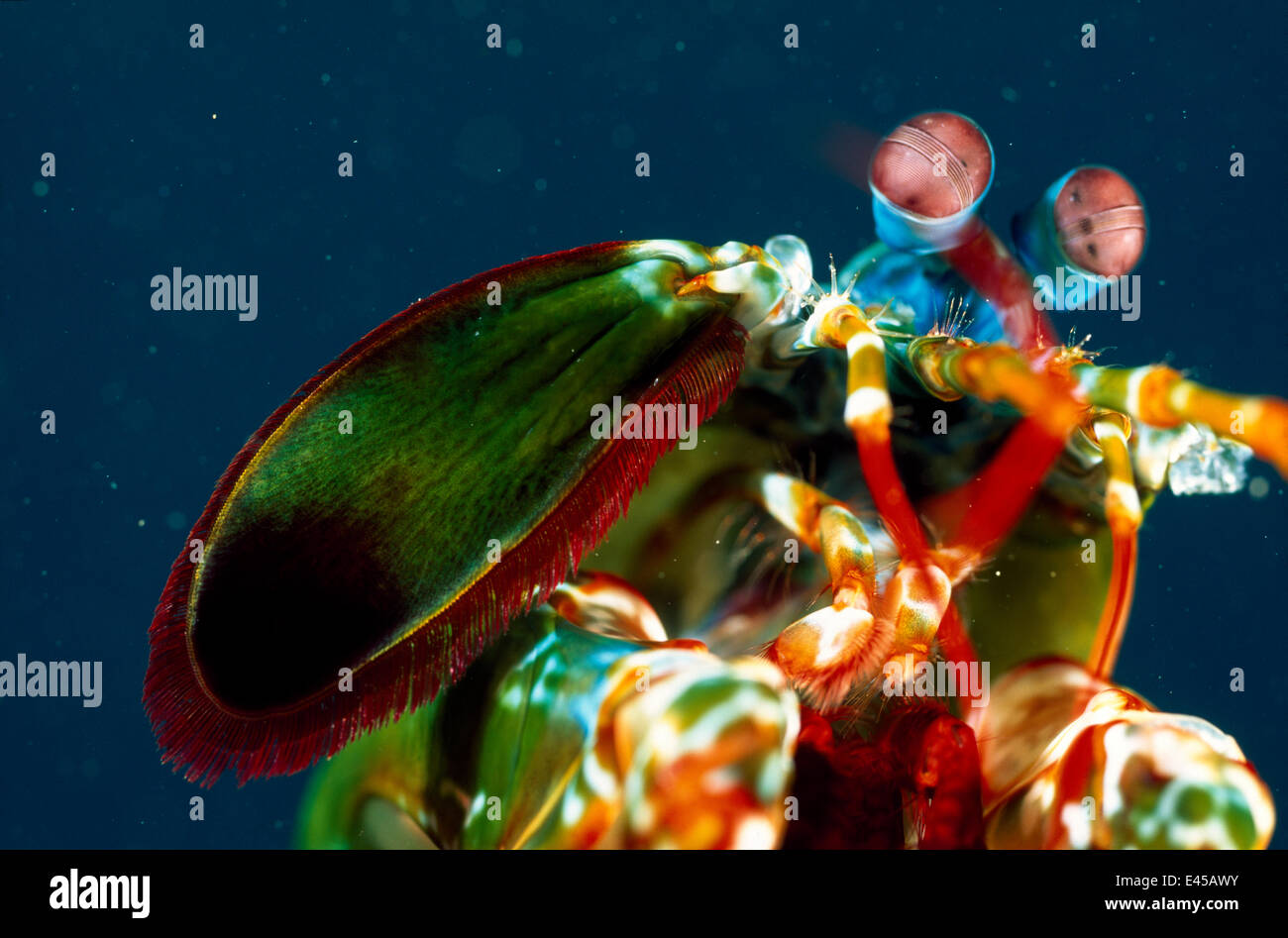 Nahaufnahme des Gesichts, Antennen und Mundwerkzeuge des großen männlichen Pfau Fangschreckenkrebse (Odontodactylus Scyllarus) Lembeh Straße, Sulawesi, Indonesien Stockfoto
