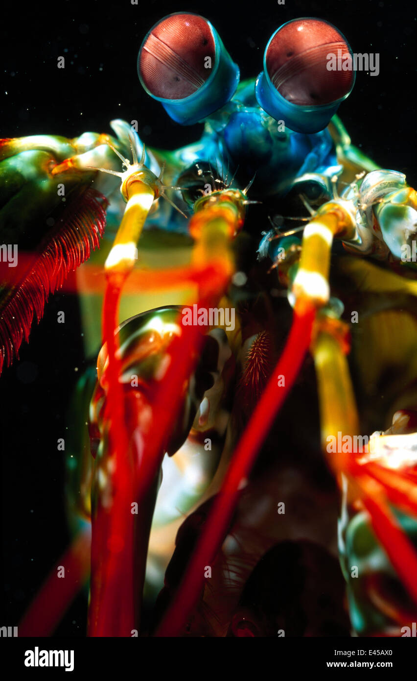 Nahaufnahme des Gesichts und Mundwerkzeuge des großen männlichen Pfau Fangschreckenkrebse (Odontodactylus Scyllarus) Lembeh Straße, Sulawesi, Indonesien Stockfoto
