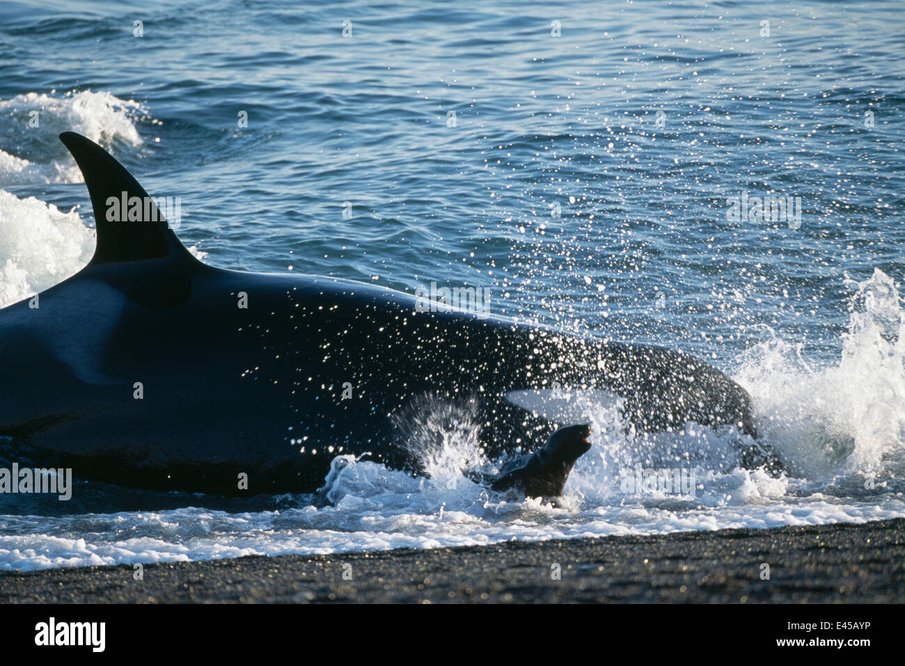 Killerwal {Orcinus Orca} jagen Seelöwen an der Küste von ...