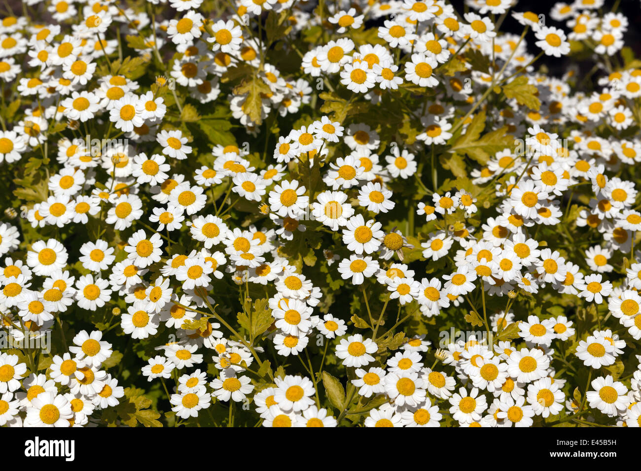 Nahaufnahme Bild von Mutterkraut (Tanacetum Parthenium) Stockfoto