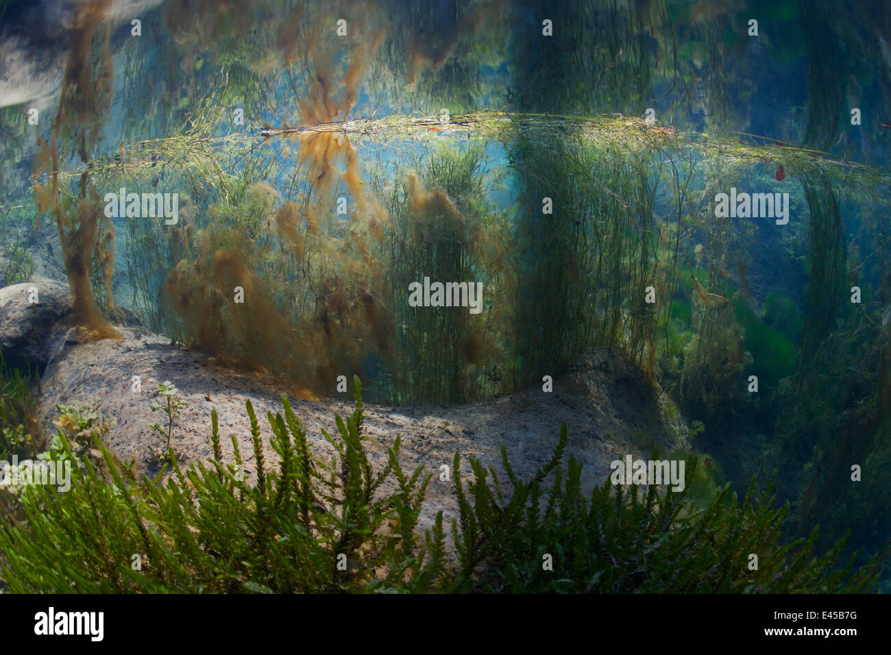 Unterwasserlandschaft in Spring Creek, Saane Fluss Nebenfluss, im Winter, Gruyère, Fribourg, Schweiz. Februar Stockfoto