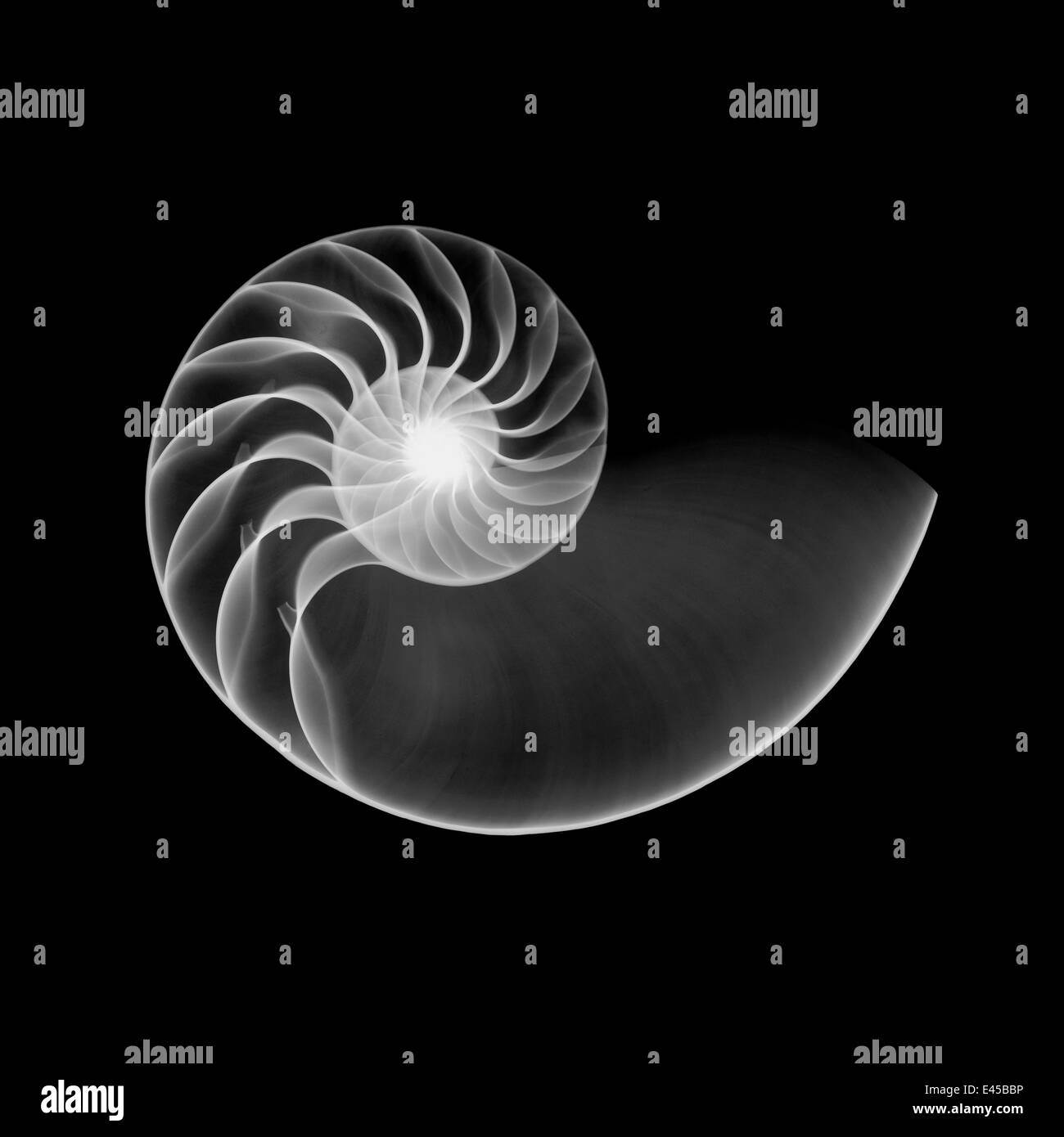 Röntgen der Rohbau der Pearly / Chambered Nautilus {Nautilus Pompilius} zeigt die inneren Kammern der Schale. Stockfoto